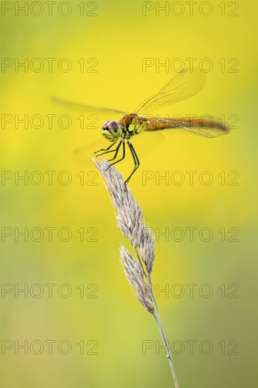 Marsh dragonfly (Sympetrum depressiusculum), Ahlhorn, Lower Saxony, Germany