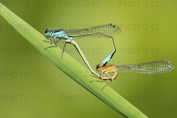 Blue-tailed damselfly (Ischnura elegans), mating wheel, Oldenburger Münsterland, Hunte, Goldenstedt, Lower Saxony, Germany