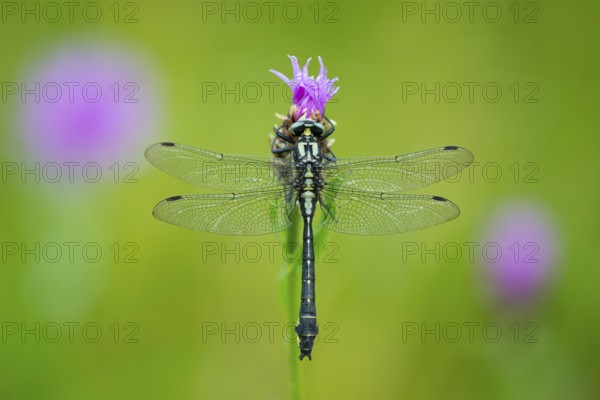 Common Club-tail (Gomphus vulgatissimus), Oldenburger Muensterland, Goldenstedt, Lower Saxony, Germany