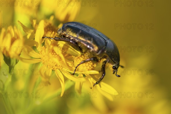 Rose chafer (Cetonia aurata), Ahlhorn, Lower Saxony, Germany