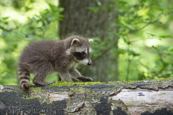 Young raccoon (Procyon lotor) on a discovery tour, Steinhagen, North Rhine-Westphalia, Germany