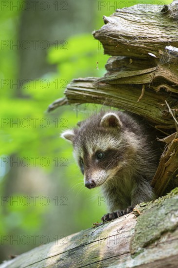Young raccoon (Procyon lotor) on a discovery tour, Steinhagen, North Rhine-Westphalia, Germany