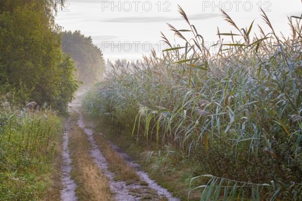 Trail along the reeds at the Ahlhorn fish ponds, Lower Saxony State Forests, Ahlhorn, Lower Saxony, Germany