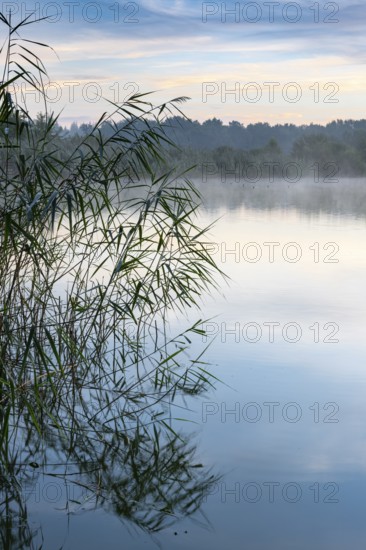 Daybreak with fog at blue hour in the Ahlhorner Fischteiche nature reserve of the Lower Saxony State Forests, Ahlhorn, Lower Saxony, Germany