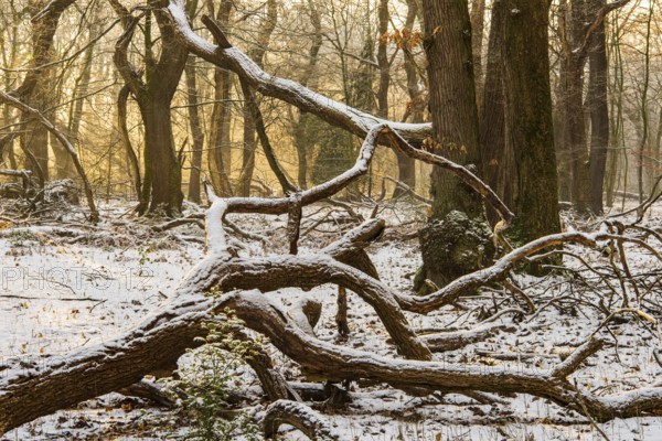 Winter in the jungle tree trail with ancient trees in the Ahlhorner Fischteiche nature reserve, Emstek, Lower Saxony, Germany