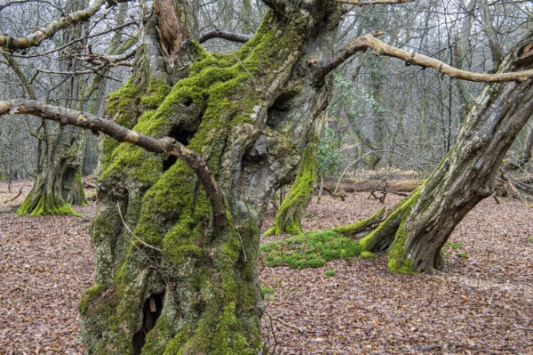 Old trees with dead wood in the Hudewald Urwald tree trail in the Ahlhorner Fischteiche nature reserve, Oldenburger Münsterland, Emstek, Lower Saxony, Germany