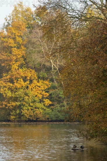 Autumn in the Ahlhorn Fish Ponds Nature Reserve of the Lower Saxony State Forests, Ahlhorn, Lower Saxony, Germany