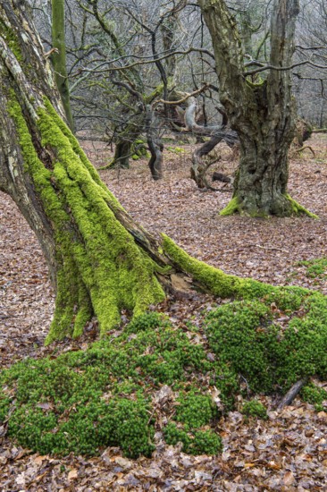 Old trees with dead wood in the Hudewald Urwald tree trail in the Ahlhorner Fischteiche nature reserve, Oldenburger Münsterland, Emstek, Lower Saxony, Germany