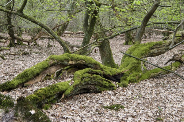 Tree in Hudewald and nature reserve Urwald tree trail in spring, dead wood, Emstek, Lower Saxony, Germany