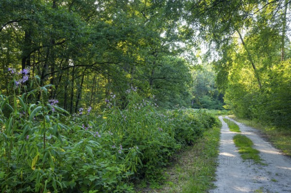 Blooming riverbank vegetation along the path in the Ahlhorner Fischteiche nature reserve, Ahlhorn, Lower Saxony, Germany