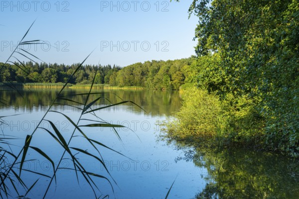 Summer in the Ahlhorn Fish Ponds Nature Reserve of the Lower Saxony State Forests, Ahlhorn, Lower Saxony, Germany