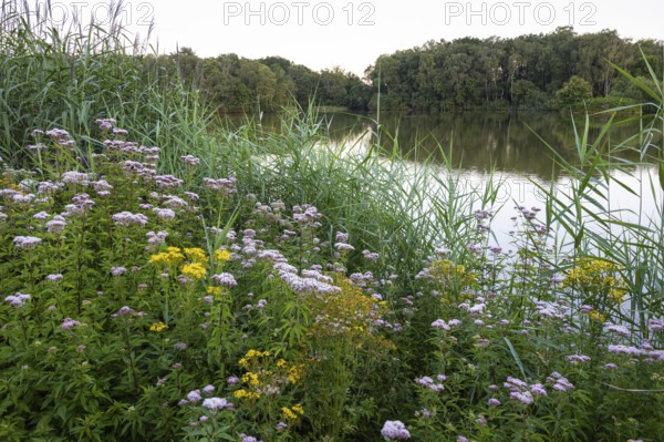 Blooming lakeside vegetation in the Ahlhorner Fischteiche nature reserve, Ahlhorn, Lower Saxony, Germany