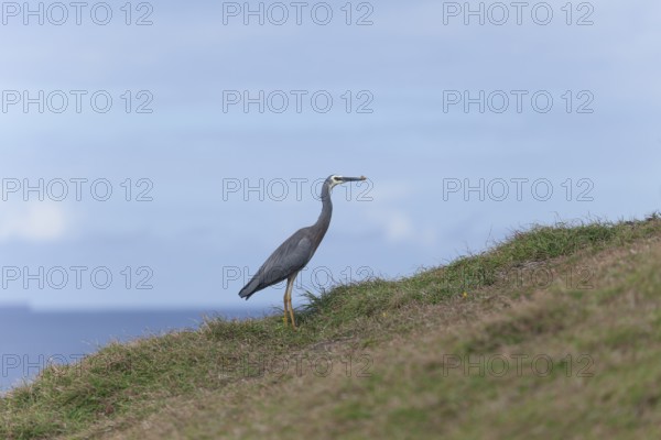 Heron eating a butterfly at Cape Byron, New South Wales, Australia