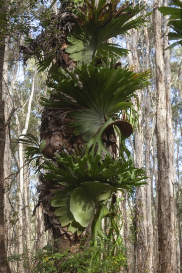 Platycerium fern and paper bark trees in swamp at Byron Bay, New South Wales, Australia