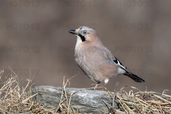 Eurasian jay (Garrulus glandarius), sitting on the ground, Terfens, Tyrol, Austria