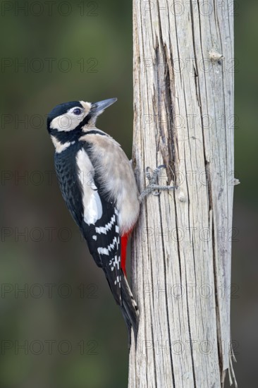 Great spotted woodpecker (Picoides major), on a tree trunk, Jenbach, Tyrol, Austria