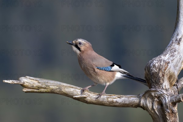 Eurasian jay (Garrulus glandarius), sitting on a branch, Terfens, Tyrol, Austria