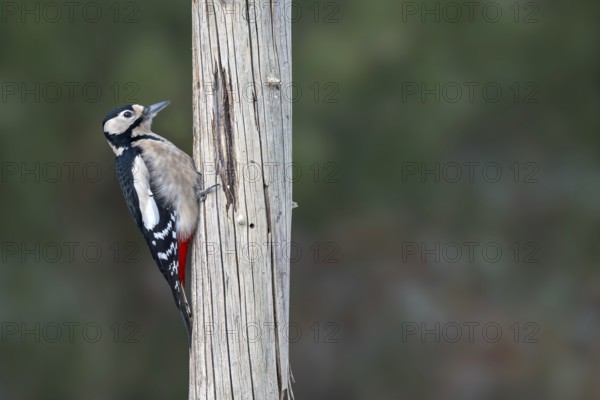 Great spotted woodpecker (Picoides major), on a tree trunk, Jenbach, Tyrol, Austria