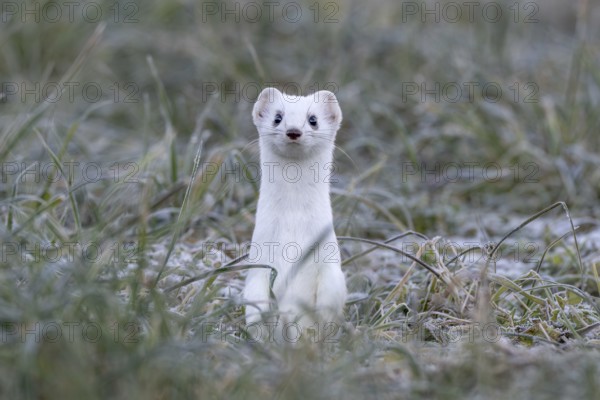 Ermine (Mustela erminea), in winter fur, Münster, Tyrol, Austria