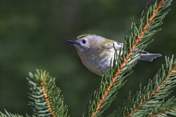 Goldcrest (Regulus regulus), Pillberg, Pill, Tyrol, Austria