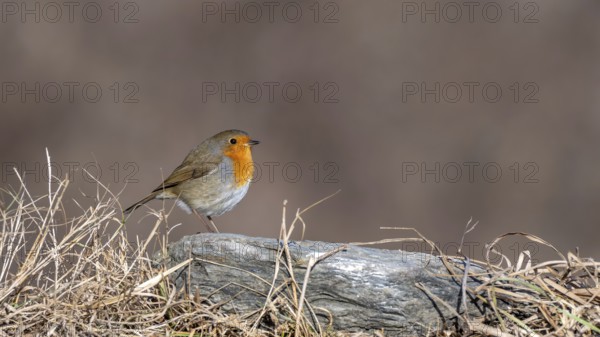 Robin (Erithacus rubecula), sitting on a stone, Terfens, Tyrol, Austria