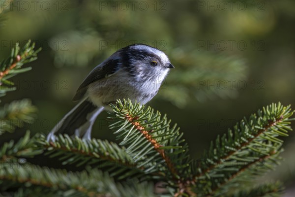 Long-tailed Tit (Aegithalus caudatus), Pillberg, Pill, Tyrol, Austria