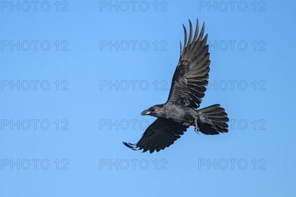 Raven (Corvus corax), in flight against a blue sky, Münster, Tyrol, Austria