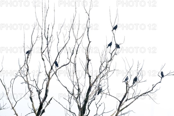 Corvids on a wintery tree, Münster, Tyrol, Austria