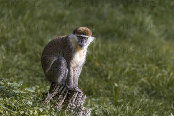 Vervet monkey (Chlorocebus), Tierwelt Herberstein, Herberstein, Styria, Austria