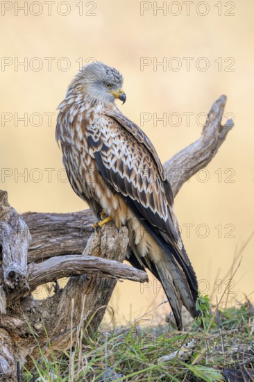 Red kite (Milvus milvus), sitting on dead wood, Münster, Tyrol, Austria
