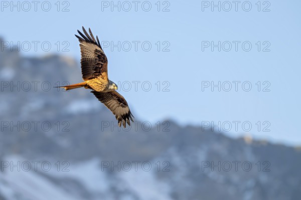 Red kite (Milvus milvus), in flight, Münster, Tyrol, Austria