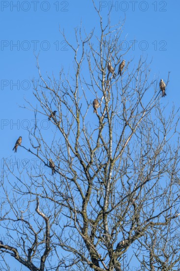 Red kites (Milvus milvus) sitting on a tree, Münster, Tyrol, Austria