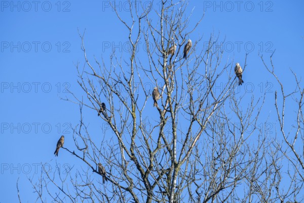 Red kites (Milvus milvus) sitting on a tree, Münster, Tyrol, Austria