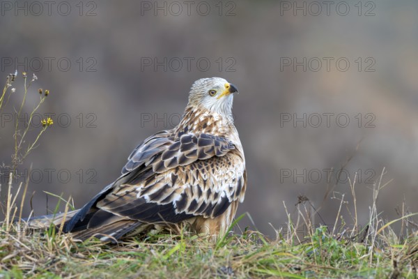 Red kite (Milvus milvus), sitting from Ast, Münster, Tyrol, Austria