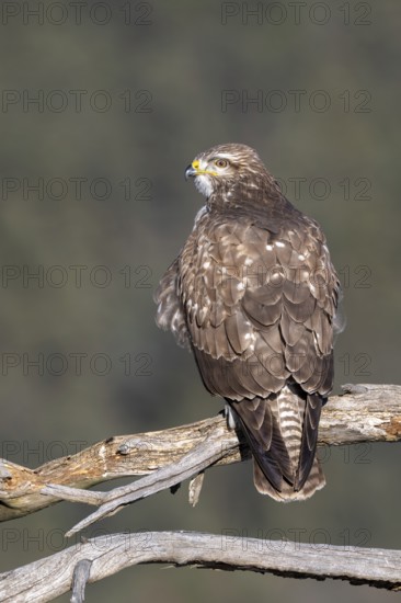Common buzzard (Buteo buteo) sitting on a branch, Terfens, Tyrol, Austria
