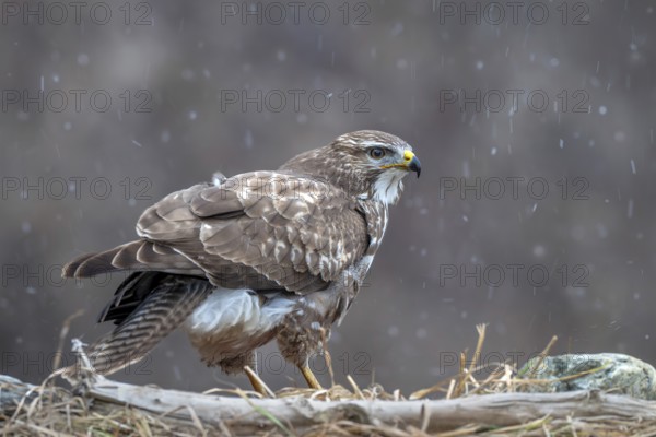 Common buzzard (Buteo buteo) sitting on the ground during snowfall, Terfens, Tyrol, Austria