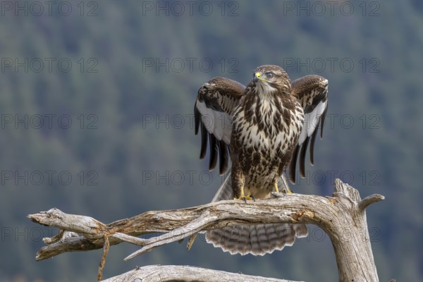 Common buzzard (Buteo buteo) sitting on a branch, Terfens, Tyrol, Austria