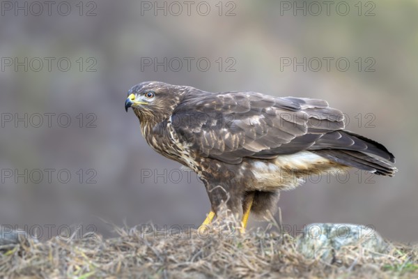 Common buzzard (Buteo buteo) sitting on the ground, Terfens, Tyrol, Austria