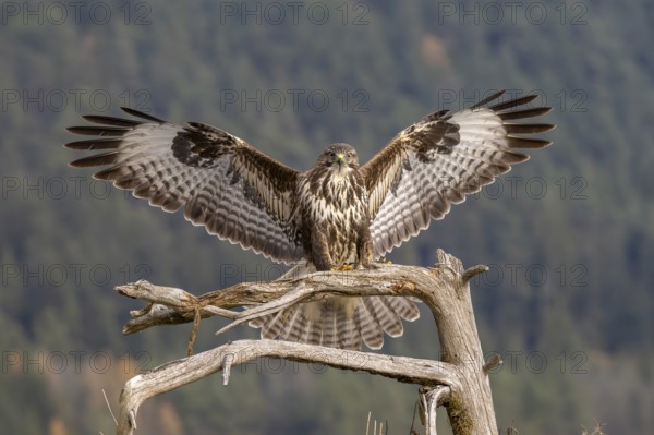 Common buzzard (Buteo buteo) landing on a branch, Terfens, Tyrol, Austria