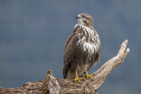Common buzzard (Buteo buteo) sitting on a tree stump, Terfens, Tyrol, Austria