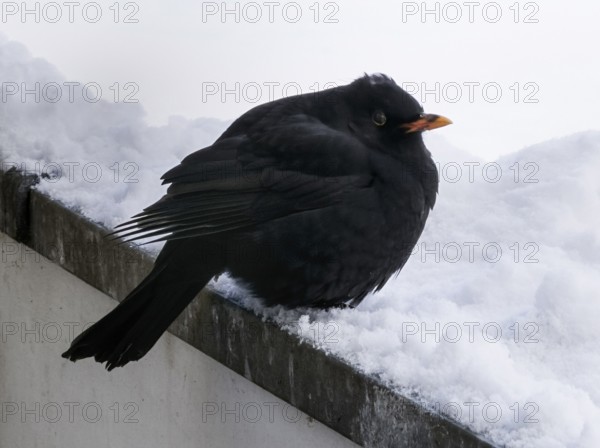 Freezing blackbird (Turdus merula) male in snow in Ystad, Skåne County, Sweden, Scandinavia