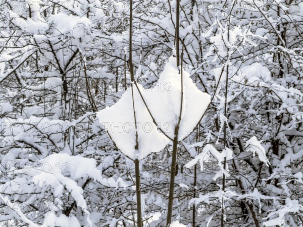 Snow-covered branches in forest in Ystad, Skåne County, Sweden, Scandinavia