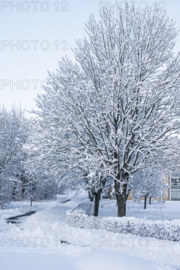 Snow-covered trees in Ystad, Skåne County, Sweden, Scandinavia