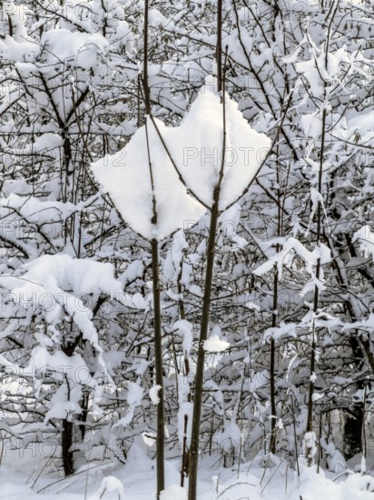 Snow-covered branches in forest in Ystad, Skåne County, Sweden, Scandinavia