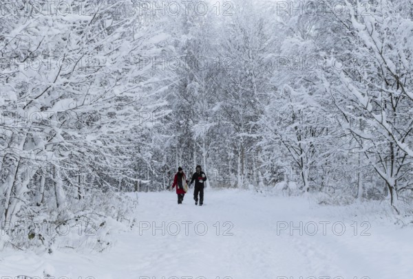 A couple walks on a snow-covered path under snow-laden branches in Ystad, Skåne County, Sweden, Scandinavia