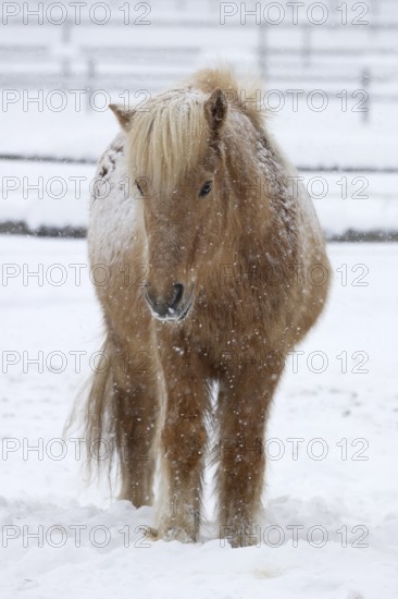 Icelandic horse (Equus islandicus) covered with snow and ice in winter in a snowstorm, Schleswig-Holstein, Germany