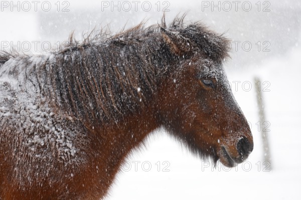 Icelandic horse (Equus islandicus) covered with snow and ice in winter in a snowstorm, Schleswig-Holstein, Germany