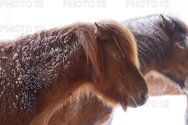 Icelandic horses (Equus islandicus) covered with snow and ice in winter in a snowstorm, Schleswig-Holstein, Germany