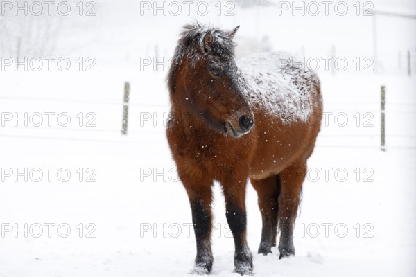 Icelandic horse (Equus islandicus) covered with snow and ice in winter in a snowstorm, Schleswig-Holstein, Germany