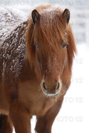Icelandic horse (Equus islandicus) covered with snow in winter, chestnut mare, Schleswig-Holstein, Germany